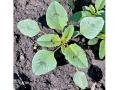 By the time a Palmer amaranth seedling has eight to 10 leaves, it is already showing key differences between other look-alike weed species, like waterhemp and redroot pigweed, Image by Aaron Hager